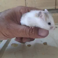 همستر