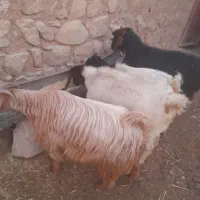 بزغاله جوان ۹عدد|حیوانات مزرعه|طرهان, |دیوار