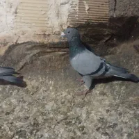 کفتر|پرنده|نیشابور, کوی حسینی|دیوار