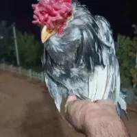 خروس ریشو گلین|حیوانات مزرعه|مسجد سلیمان, |دیوار