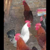 مرغ و خروس محلی برای خون وچشم زخم ودفع بلا