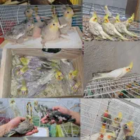 خریدار عروس شما هستم دونخور فروش هم دارم|پرنده|لاهیجان, لیالستان|دیوار