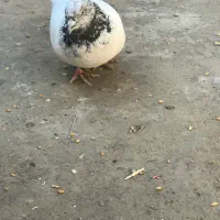 کبوتر شیخ|پرنده|جم, |دیوار