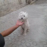 فروش پاپی