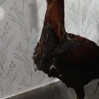 خروس دورگه لاری