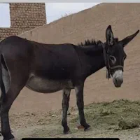 الاغ ماده مشکی آبستن  اسب سه ماه دیگه زایمان میکنه