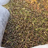 بلوط|خوردنی و آشامیدنی|لردگان, |دیوار