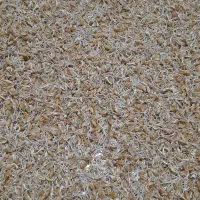 خوراک دام|حیوانات مزرعه|گرگان, |دیوار