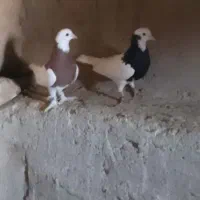 جفت طوقی نر|پرنده|زهک, |دیوار