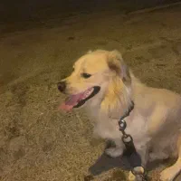 اشپیزو|سگ|بوشهر, |دیوار