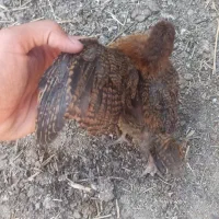 جوجه گلپایگان یک ماه تا ۴ ماه