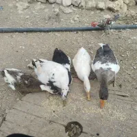حراج اردک و غاز