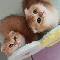 دهکده گربه های اشرافی (پرشین بریتیش اسکاتیش)|گربه|تهران, پونک|دیوار