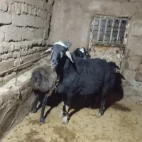 قوچ قره چال