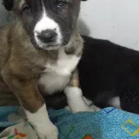 واگذاری۳تا توله خراسانی