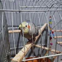 دو جوجه گرینچیک و عروس هلندی نر|پرنده|قرچک, زیبا شهر|دیوار