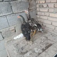 دو عدد مرغ لاری