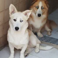 هاسکی پاکوتاه|سگ|دورود, |دیوار