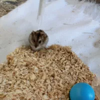 همستر کوتوله|موش و خرگوش|بم, |دیوار