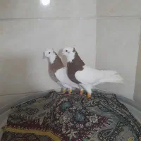 کبوتر|پرنده|رشت, یخسازی|دیوار