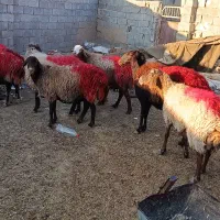 میش|حیوانات مزرعه|تربت جام, جلگه موسی آباد|دیوار