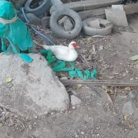 اردک اسرائیلی