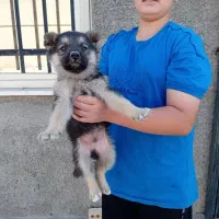 توله سگ ژرمن اصل