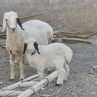 میش دورگ سیستانی با بره|حیوانات مزرعه|زابل, |دیوار