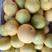 فروش سلطان مرکبات|خوردنی و آشامیدنی|نشتارود, |دیوار