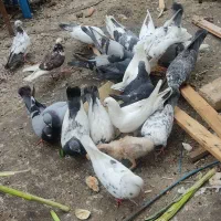 فروش ۱۸تا کبوتر