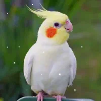 سلام سخنگو بلندوکشده معاوضه باقناری