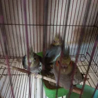 جوجه هلندی سرلاکی