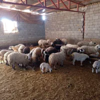 فروش میش بردار وابسن