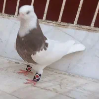 طوقی قهوای بشرط|پرنده|لنجان, |دیوار