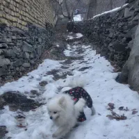 سگ پامر
