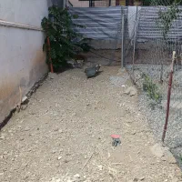 فروش مرغ شا خ دار