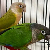 طوطی گرینچیک جفت|پرنده|چالوس, |دیوار