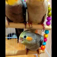 جفت عروس هلندی همراه ۵ کیلو غذا و دو عدد قفس|پرنده|گلبهار, شهر جدید گلبهار|دیوار