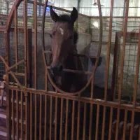 اسب اصیل ترکمن|اسب و تجهیزات اسب‌سواری|تهران, بوستان چیتگر|دیوار