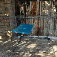 سگ پاکوتاه|سگ|آزادشهر, |دیوار