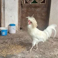 خروس کاکولی تاج دار|حیوانات مزرعه|لاهیجان, آهندان|دیوار