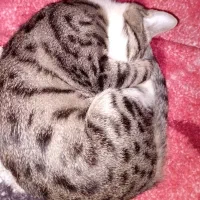 گربه پلنگی|گربه|ارومیه, |دیوار