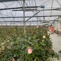 استخدام نیروی گلخانه گل رز