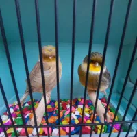 جفت قناری گلاستر اورجینال|پرنده|مشهد, سرافرازان|دیوار