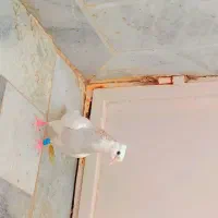 کبوتر ریش زرد کاکلی طوق هفترنگ|پرنده|بیرجند, |دیوار