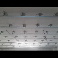 اجرای کناف وسقف کازب|خدمات پیشه و مهارت|رودهن, |دیوار