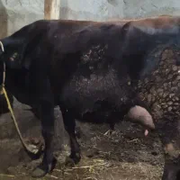 گاو جرسی شیری|حیوانات مزرعه|مهربان, |دیوار