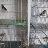 پرنده|پرنده|اشتهارد, |دیوار