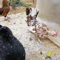 تخم مرغ نطفه دار گلین|حیوانات مزرعه|اصفهان, ملکشهر|دیوار