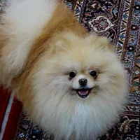 پامرانین خرسی عروسکی خالص